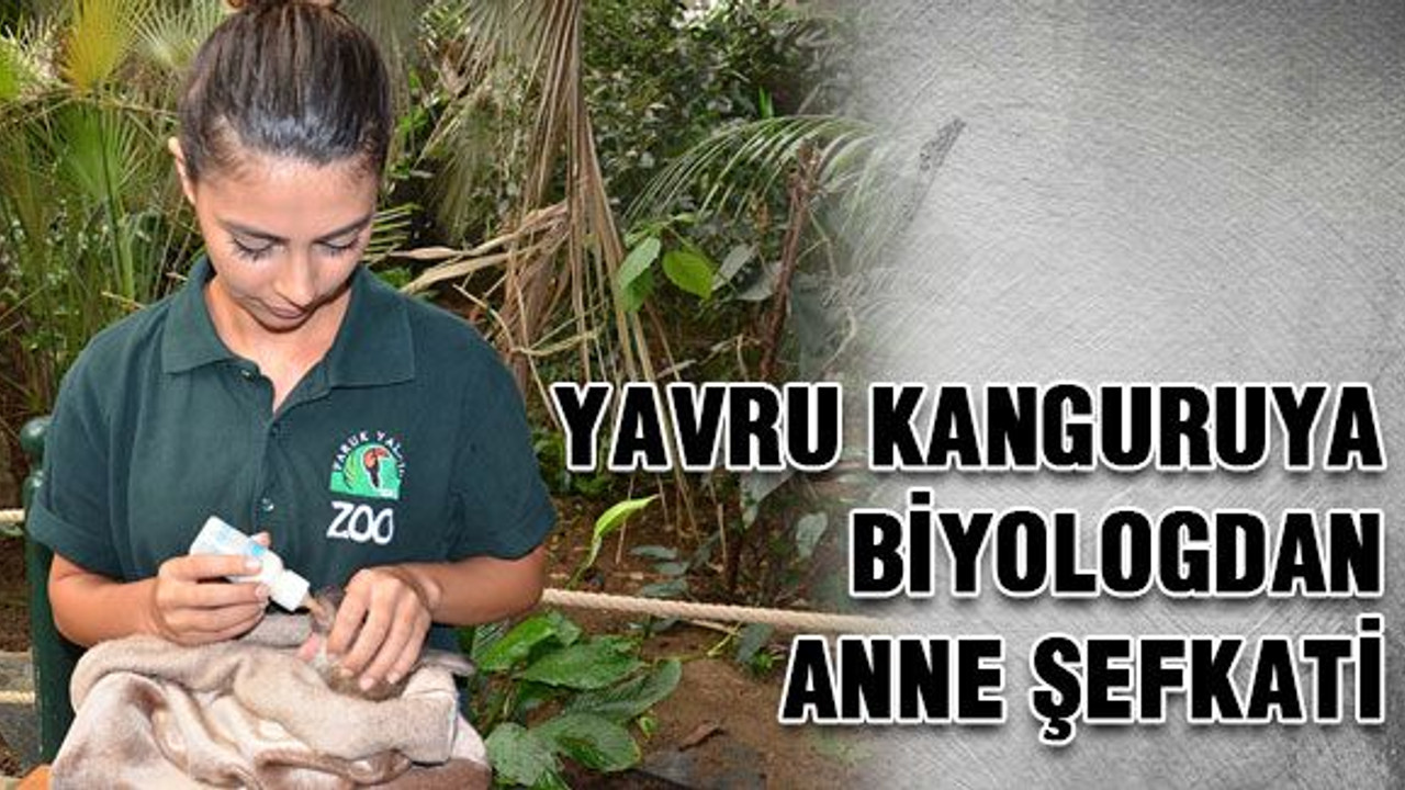 Yavru kanguruya biyologdan anne şefkati