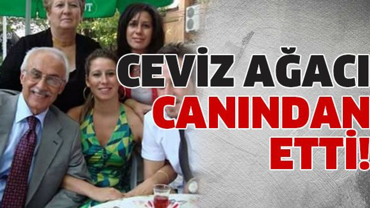 Ceviz ağacı canından etti!