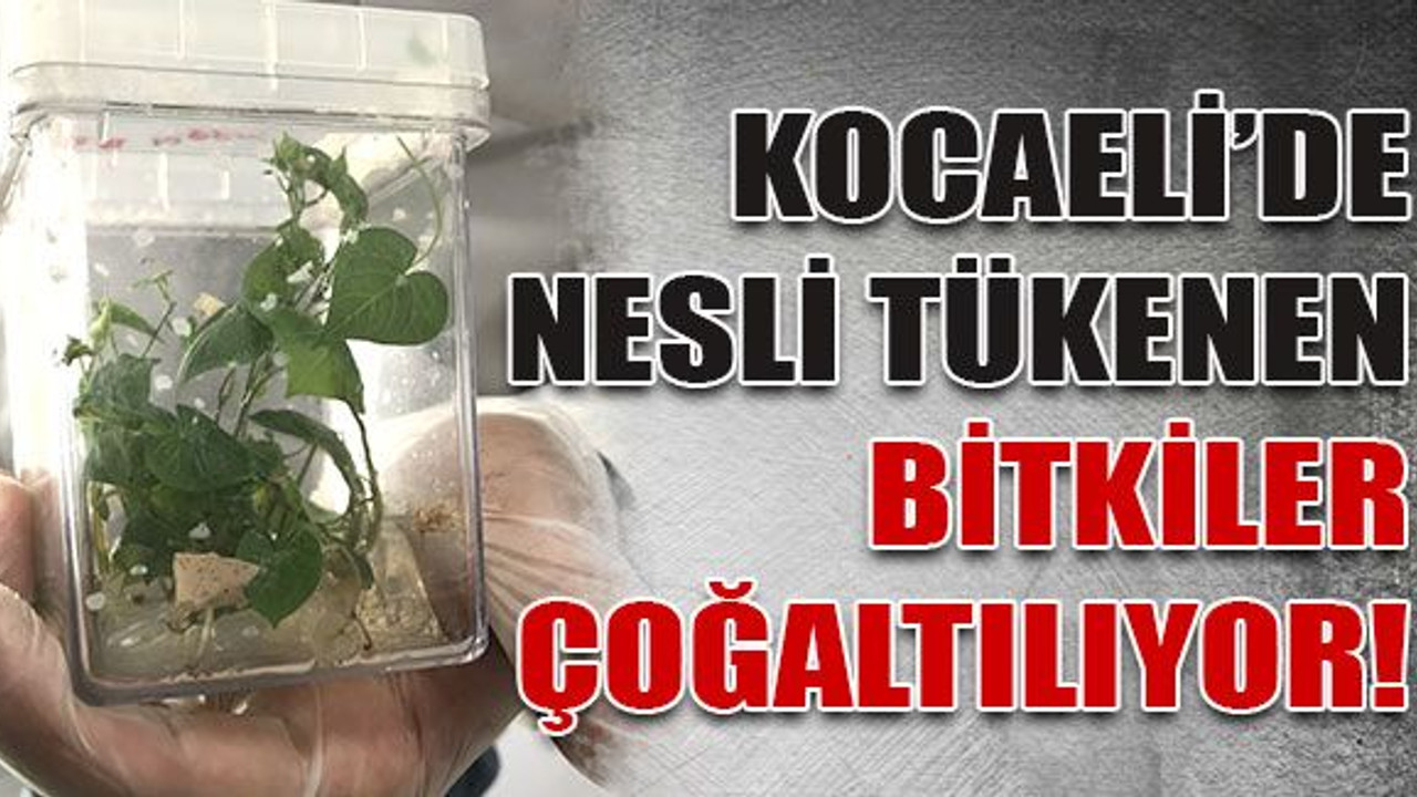 Kocaeli’de nesli tükenen bitkiler çoğaltılıyor!