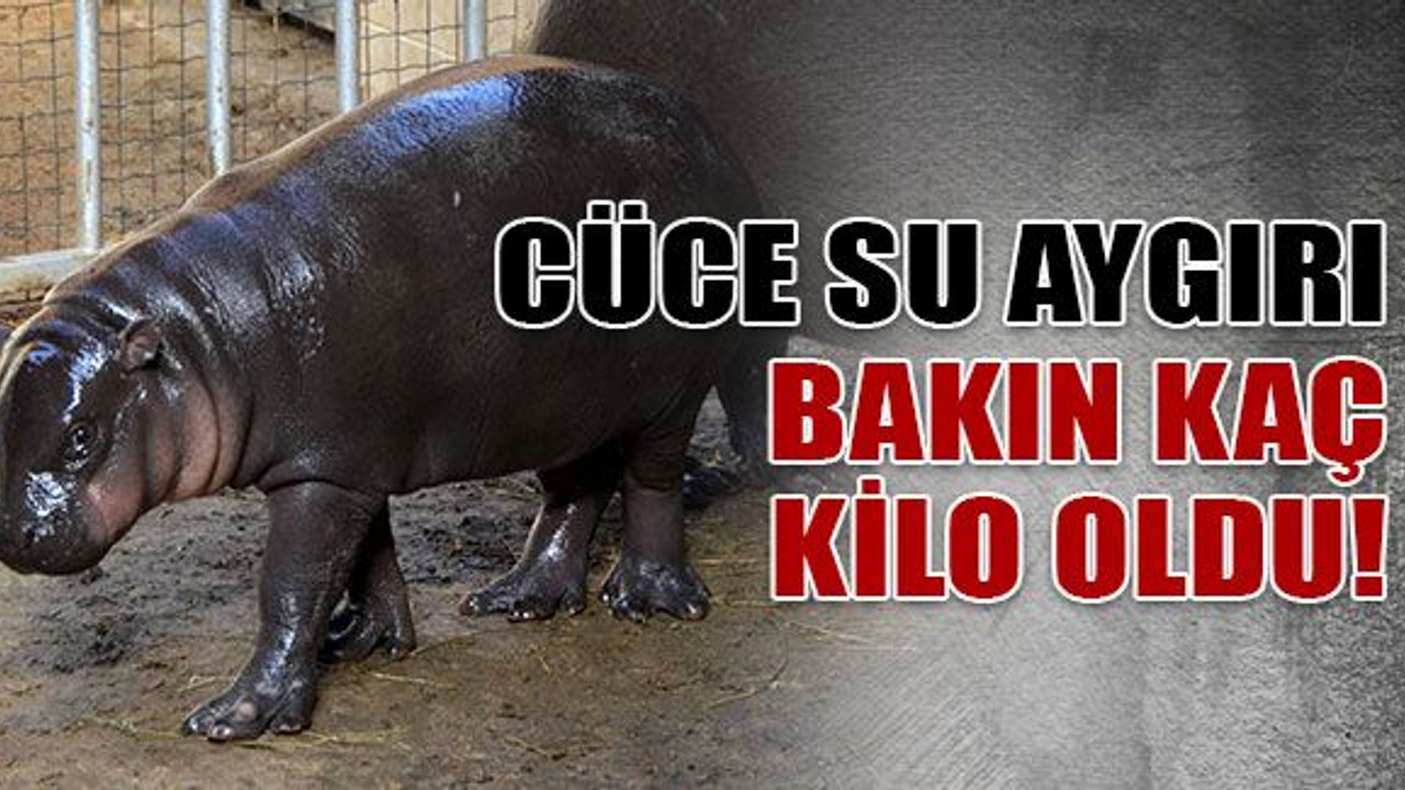Cüce su aygırı Mela bakın kaç kilo oldu!