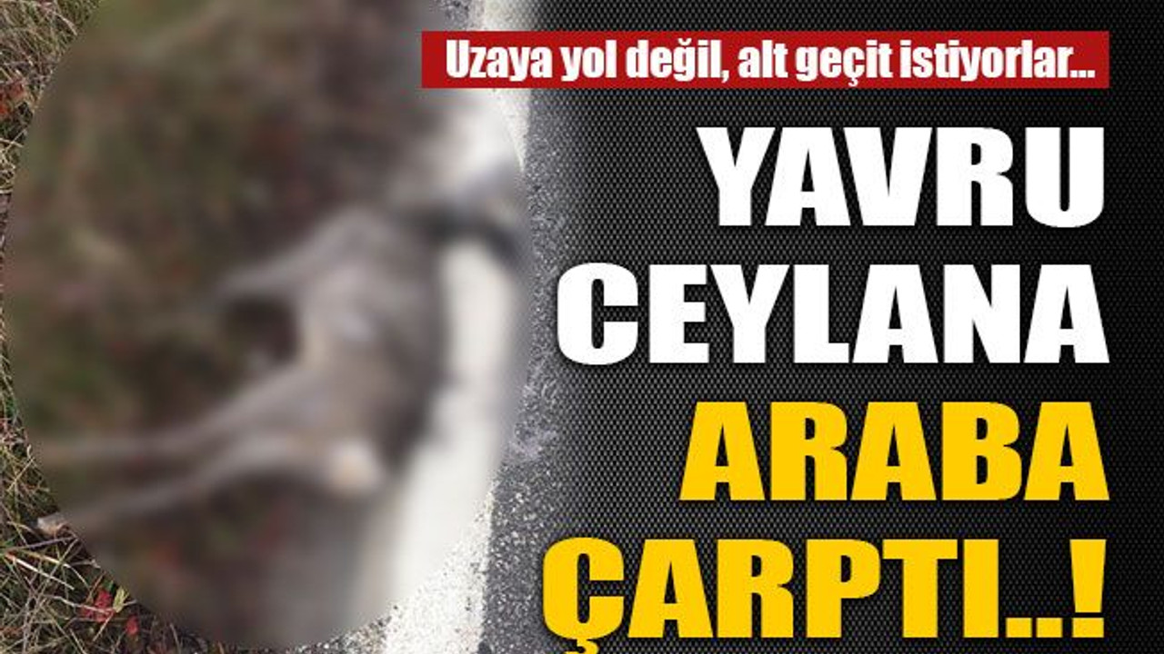 Yavru ceylana araba çarptı..!