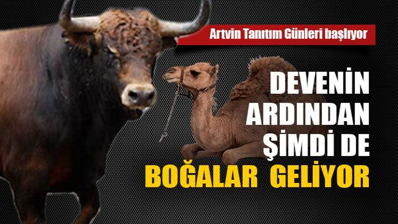 Devenin ardından şimdi de boğalar geliyor