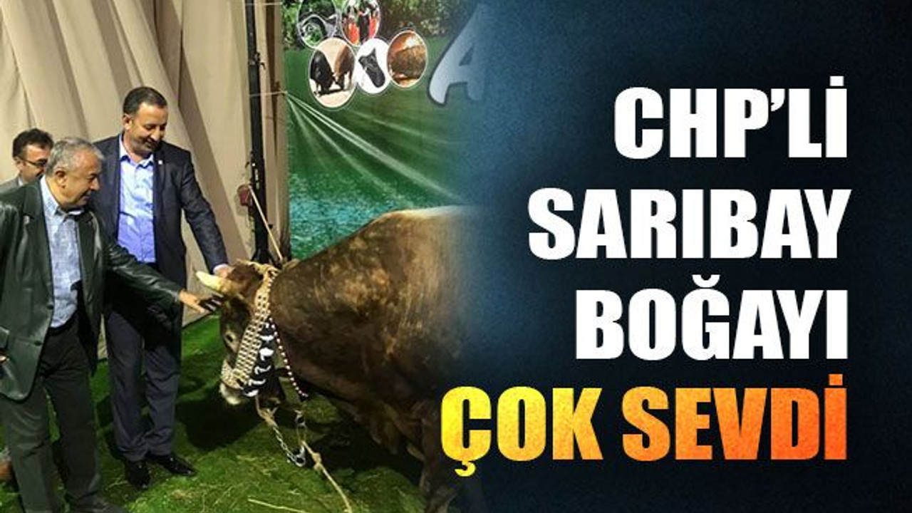 Sarıbay boğayı çok sevdi