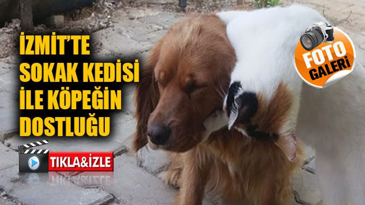 İzmit’te sokak kedisi ile köpeğin dostluğu!