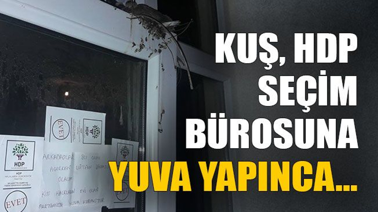 Kuş, HDP seçim bürosuna yuva yapınca…