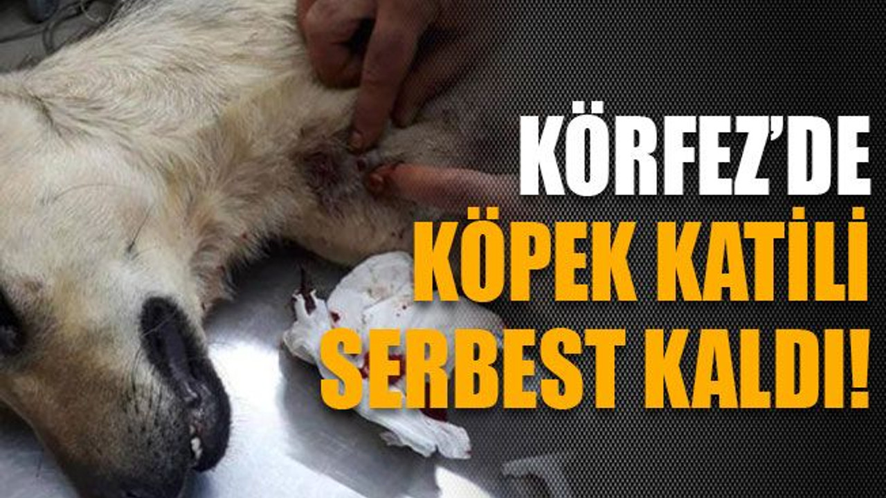 Körfez’de köpek katili serbest kaldı!