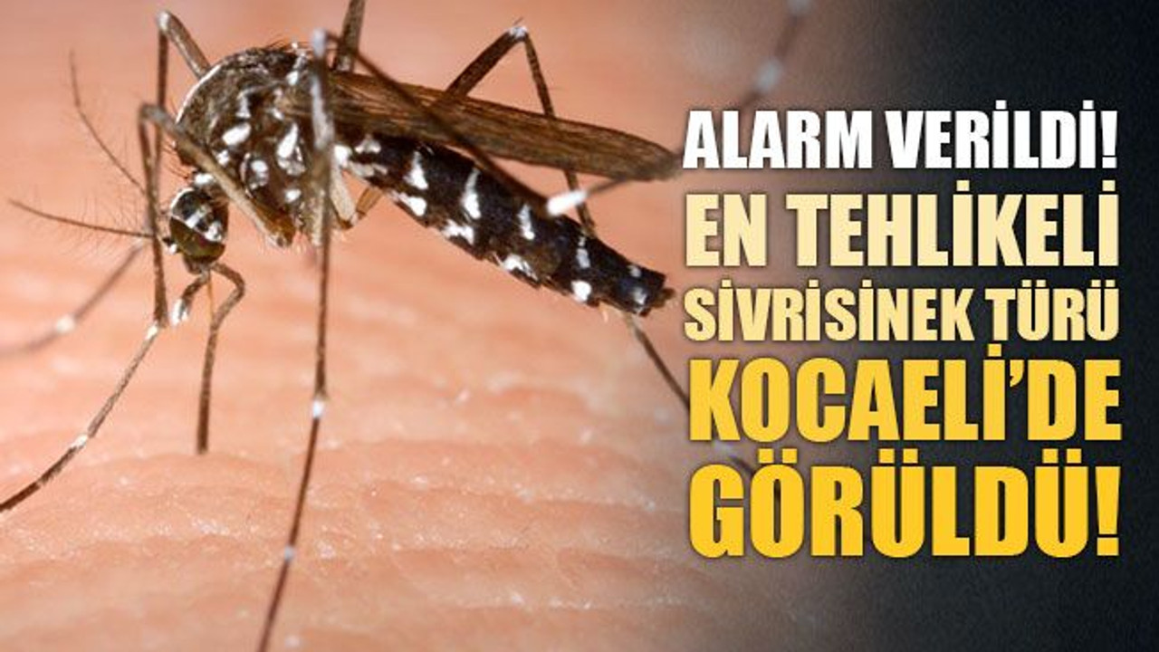 En tehlikeli sivrisinek türü ilimizde görüldü! Alarm verildi!