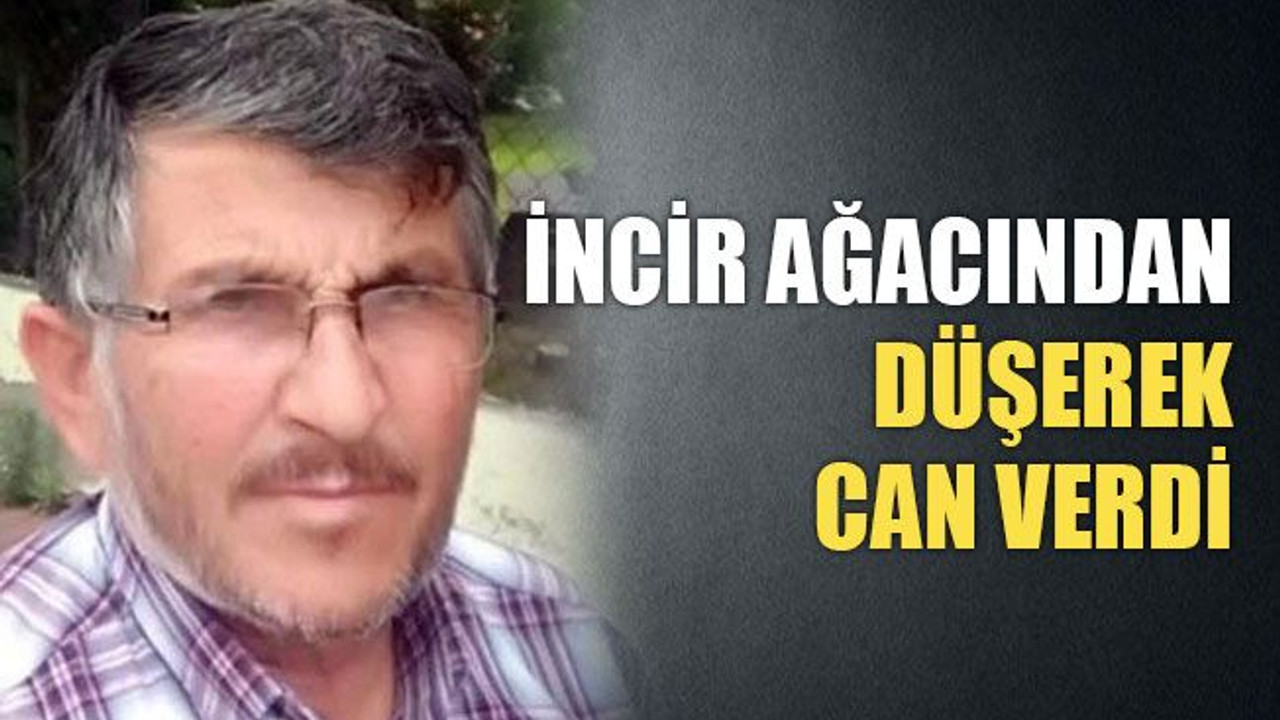 İncir ağacından düşerek can verdi