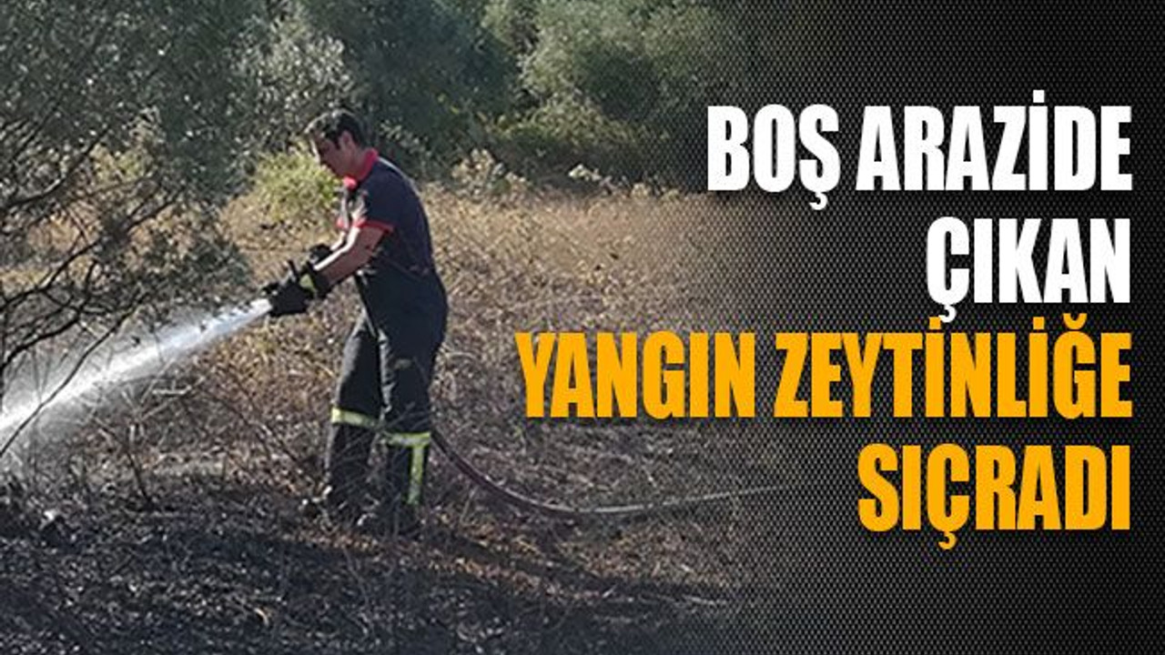 Boş arazide çıkan yangın zeytinliğe sıçradı