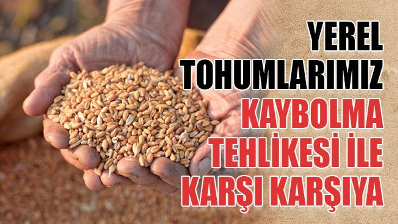 Yerel tohumlarımız kaybolma tehlikesi ile karşı karşıya