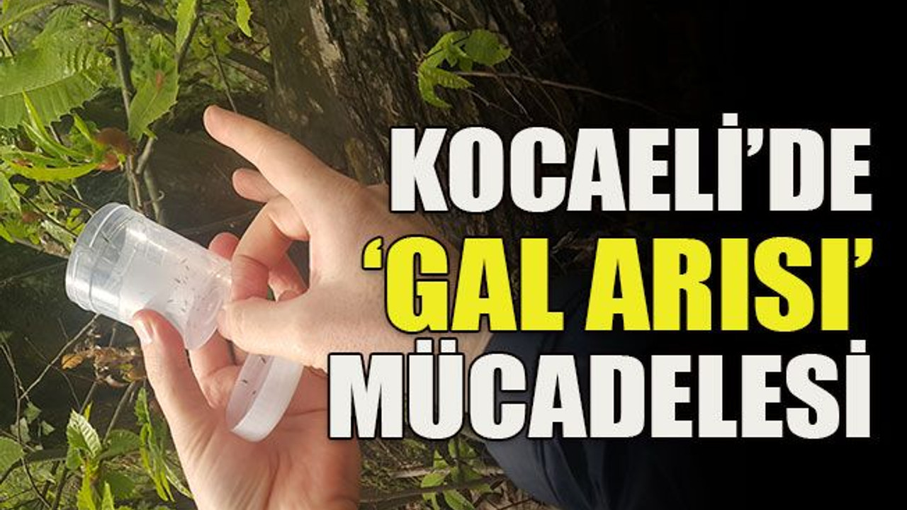 Kocaeli’de ‘gal arısı’ mücadelesi