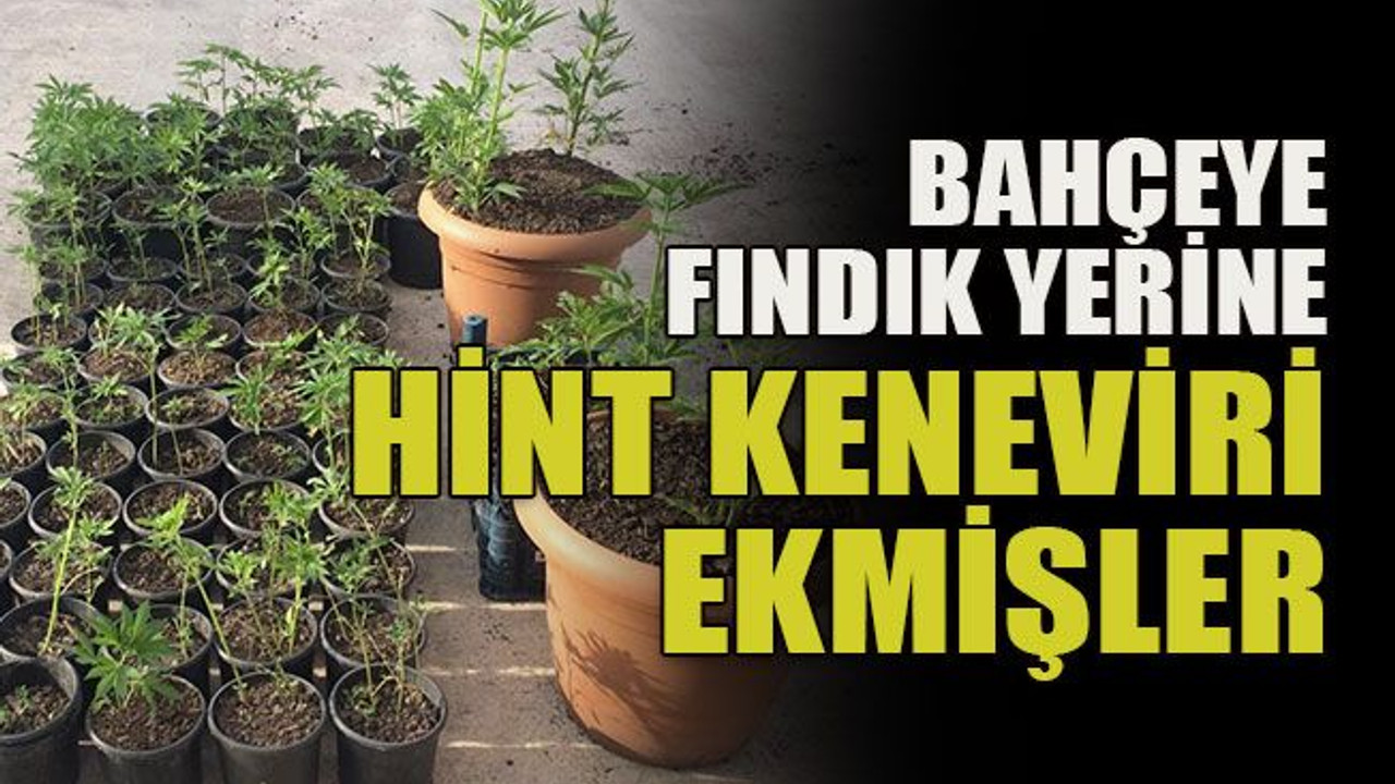 Bahçeye fındık yerine hint keneviri ekmişler