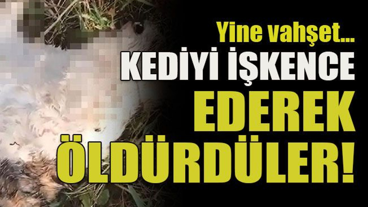 Yine vahşet… Kediyi işkence ederek öldürdüler!