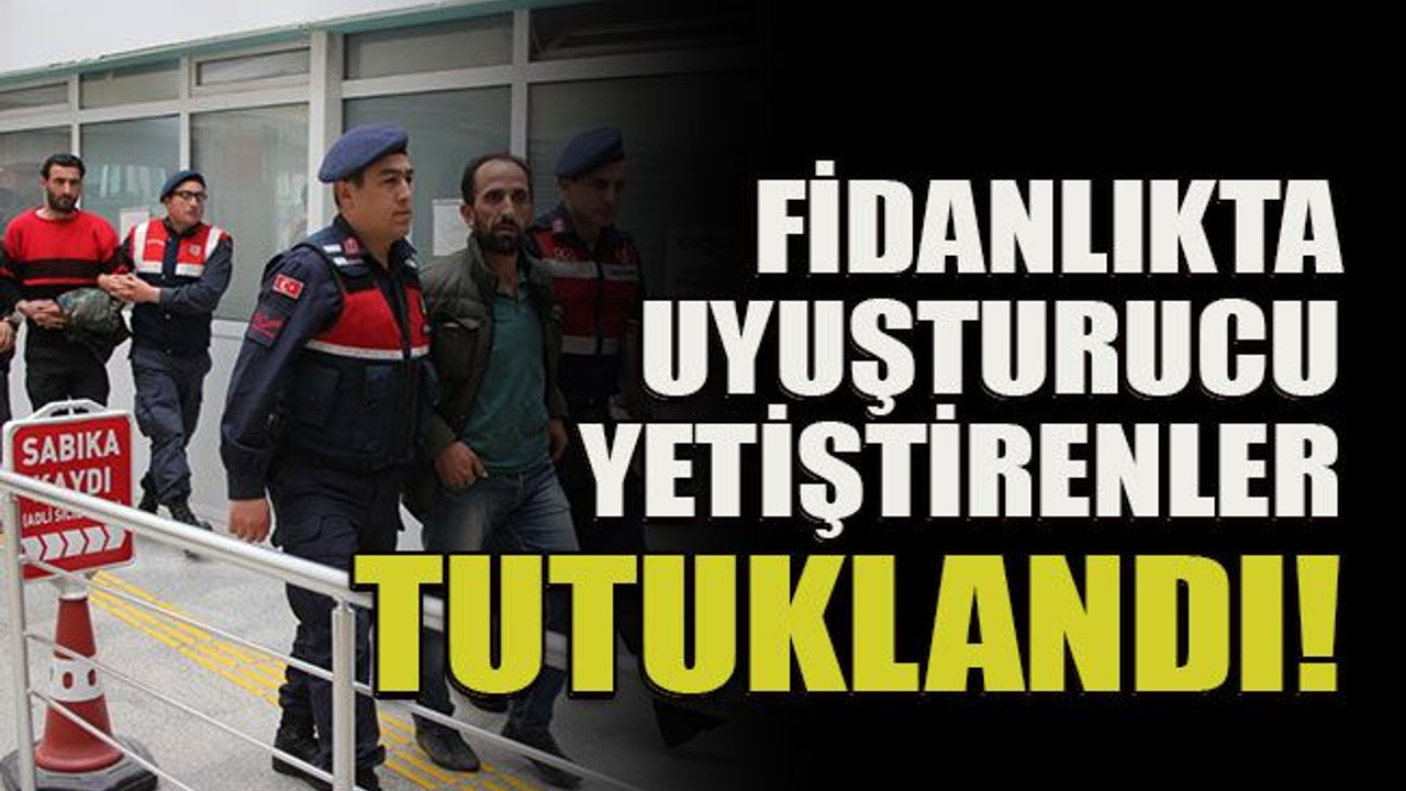 Fidanlıkta uyuşturucu yetiştirenler hakkında yeni gelişme