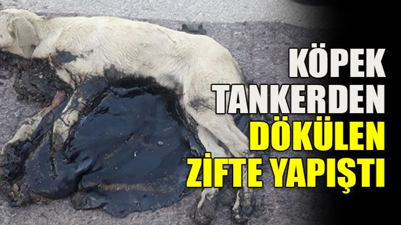 Köpek, tankerden dökülen zifte yapıştı