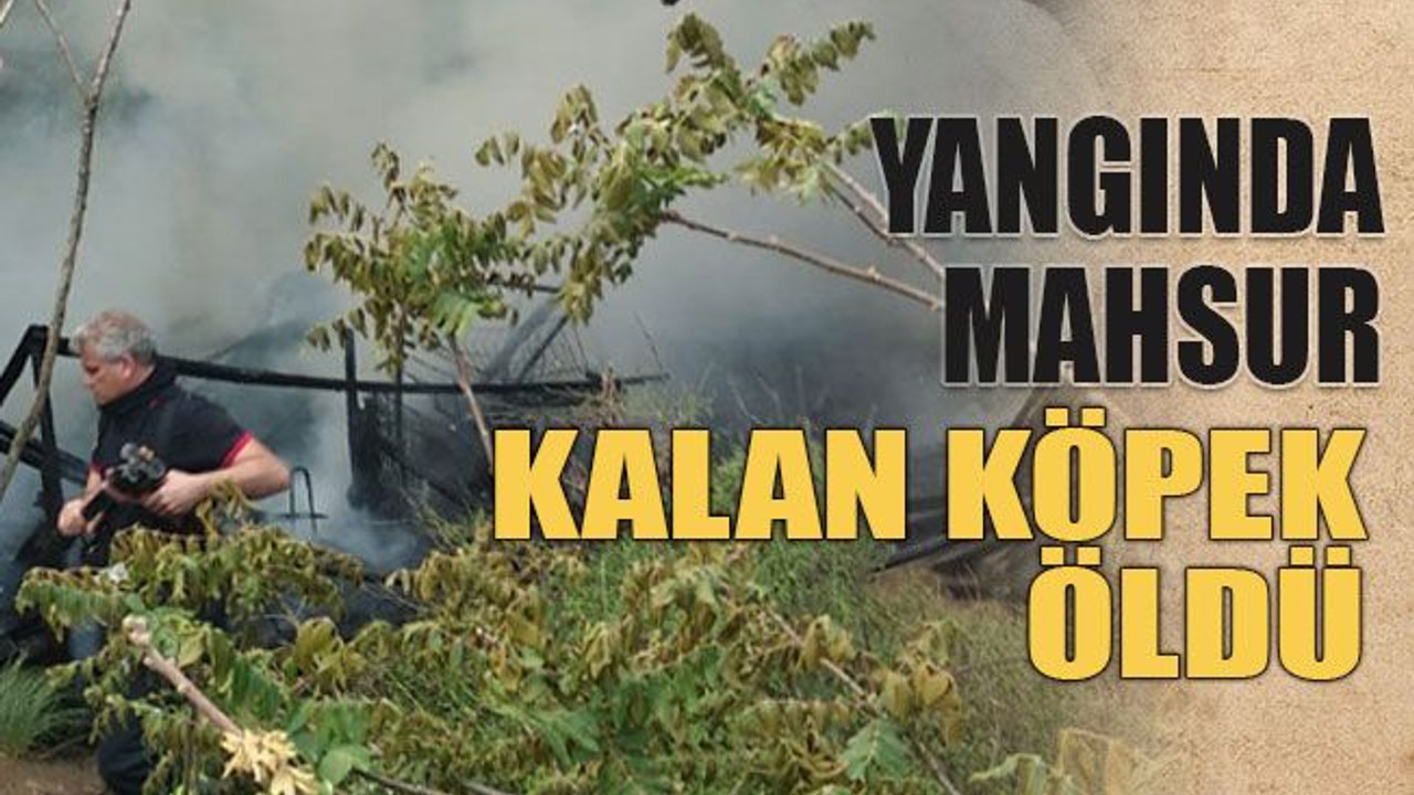 Yangında mahsur kalan köpek öldü