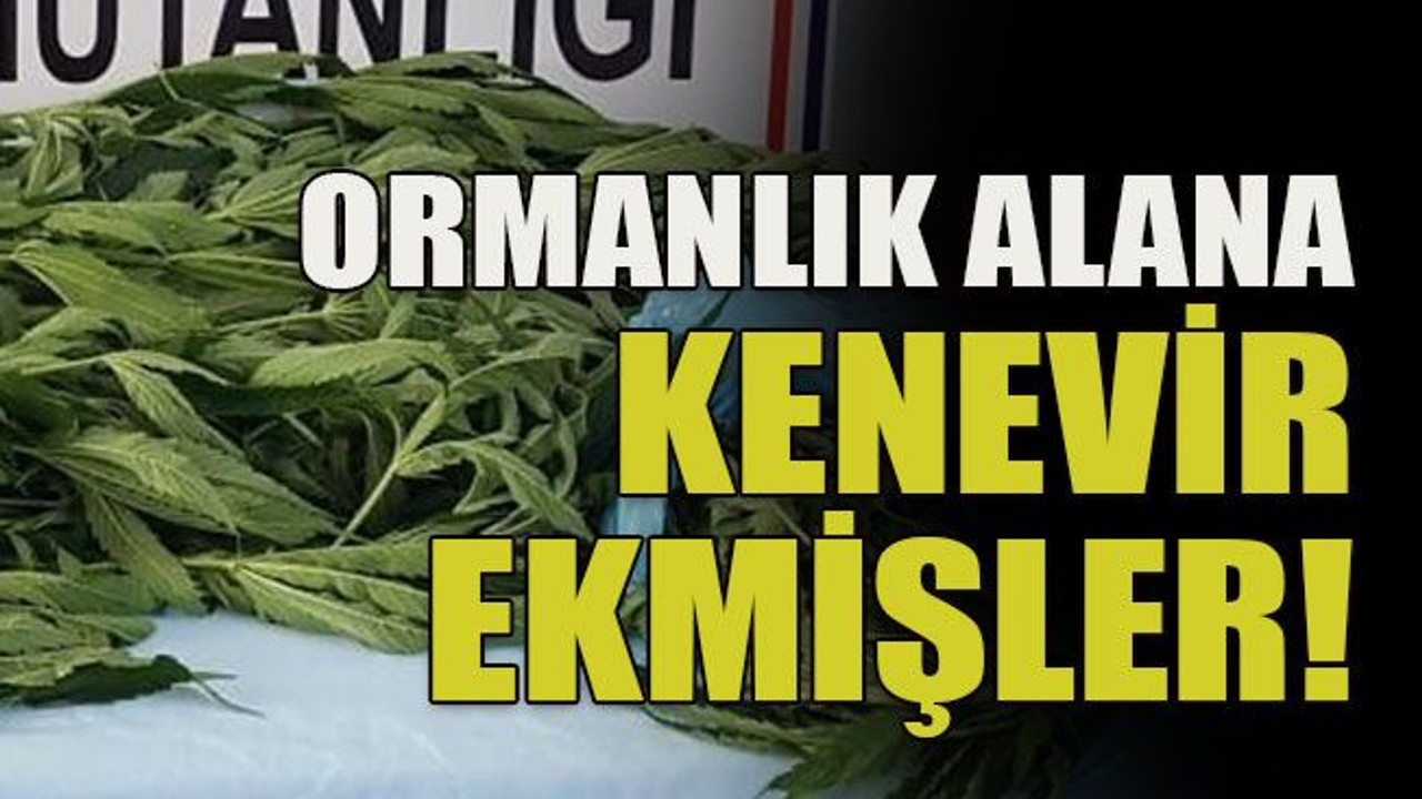 Ormanlık alana kenevir ekmişler!