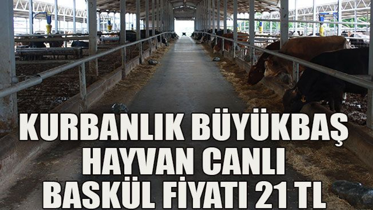 Kurbanlık büyükbaş hayvan canlı baskül fiyatı 21 TL