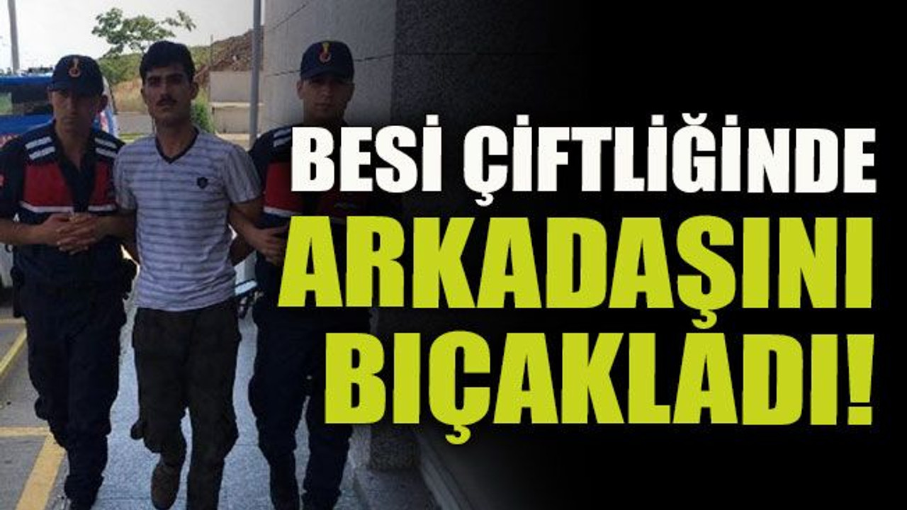 Besi çiftliğinde arkadaşını bıçakladı!