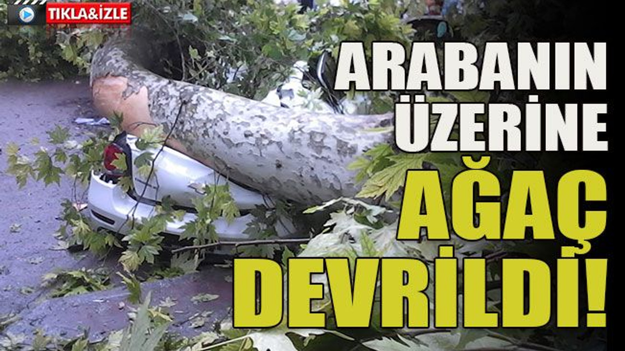 Arabanın üzerine ağaç devrildi!