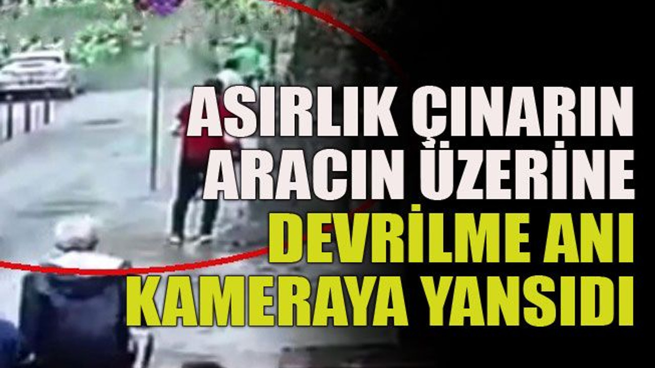 İzmit'te asırlık çınarın devrilme anı, kameralara yansıdı!