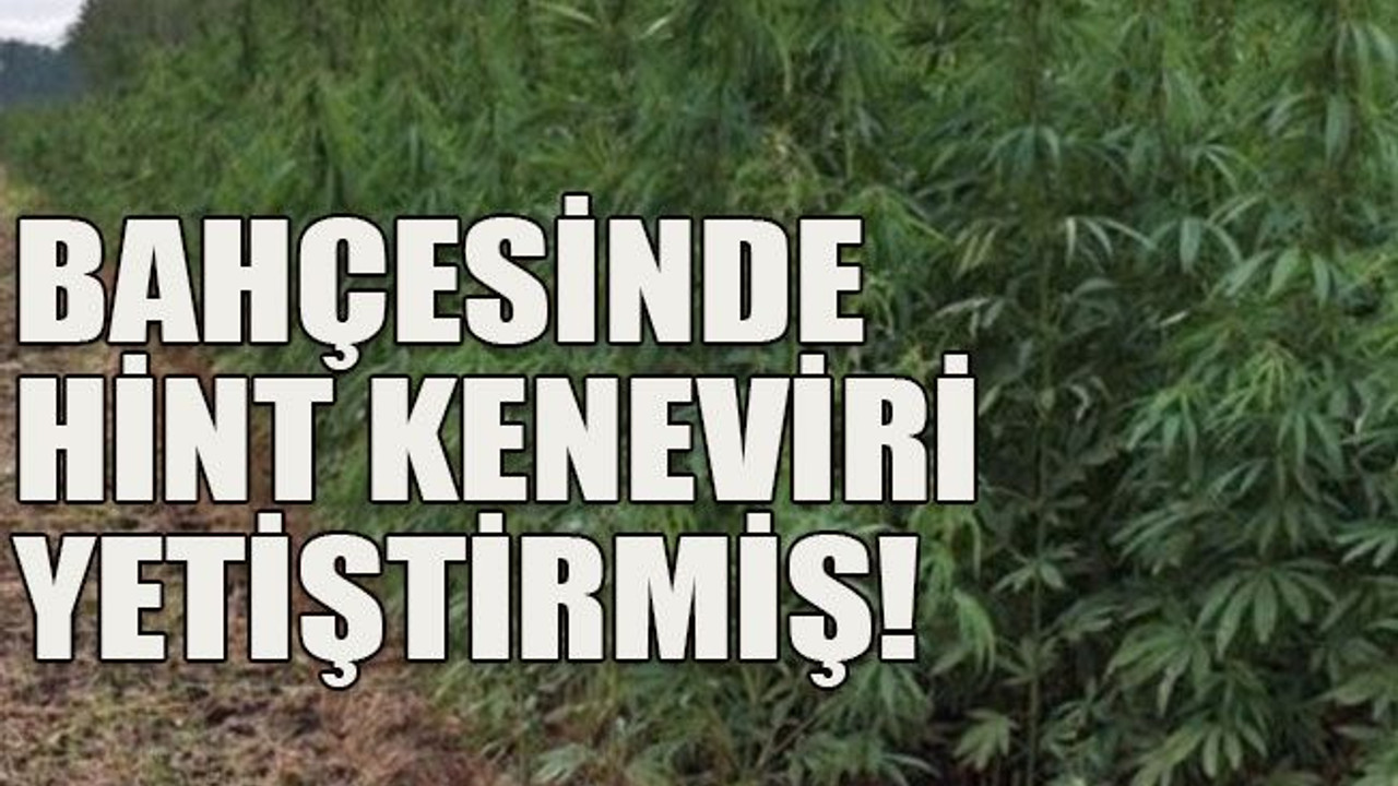 Bahçesinde Hint keneviri yetiştirmiş!