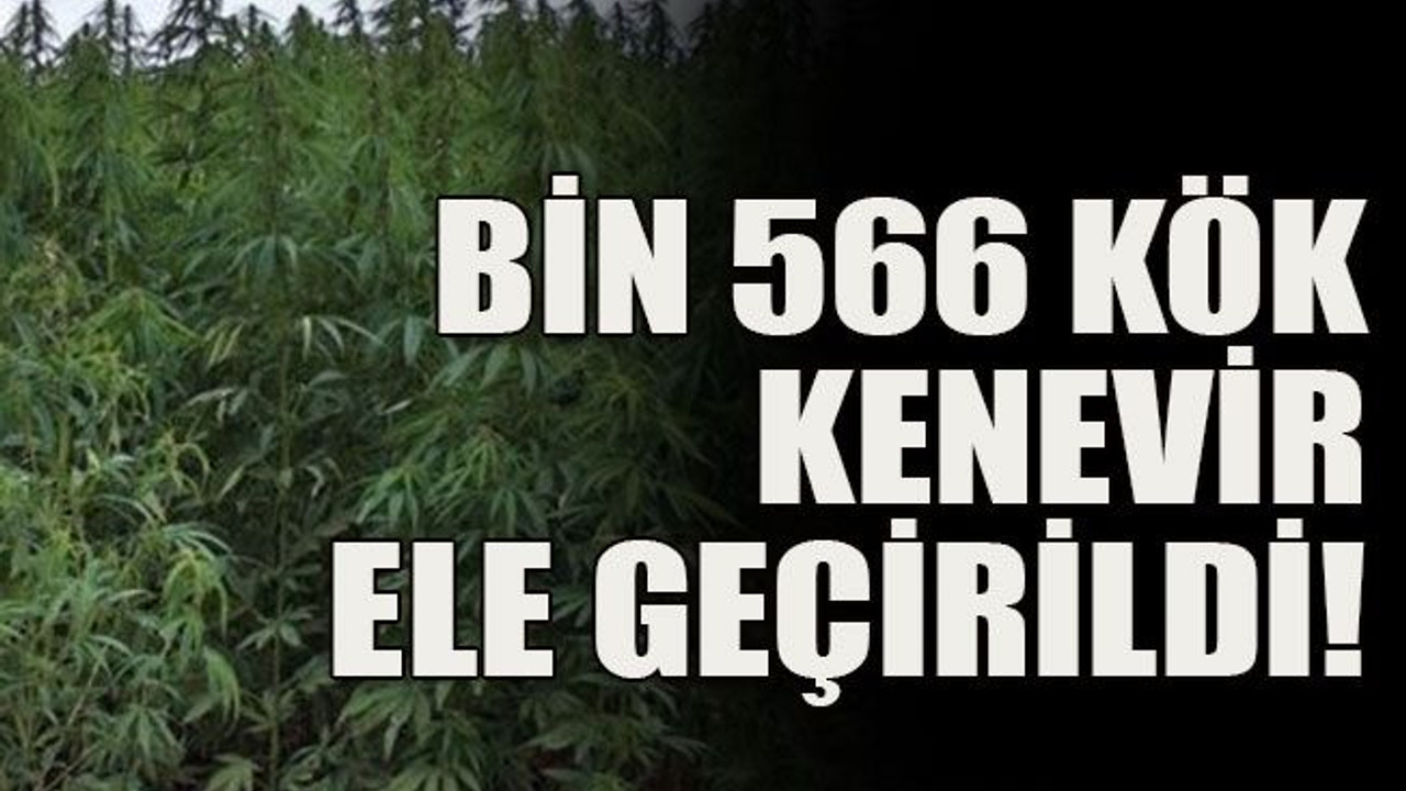 Bin 566 kök kenevir ele geçirildi!