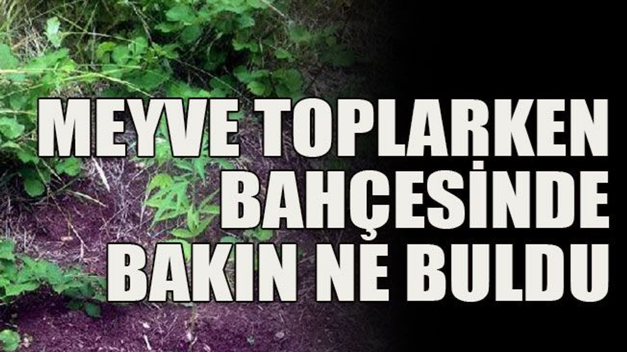 Meyve toplarken bahçesinde bakın ne buldu