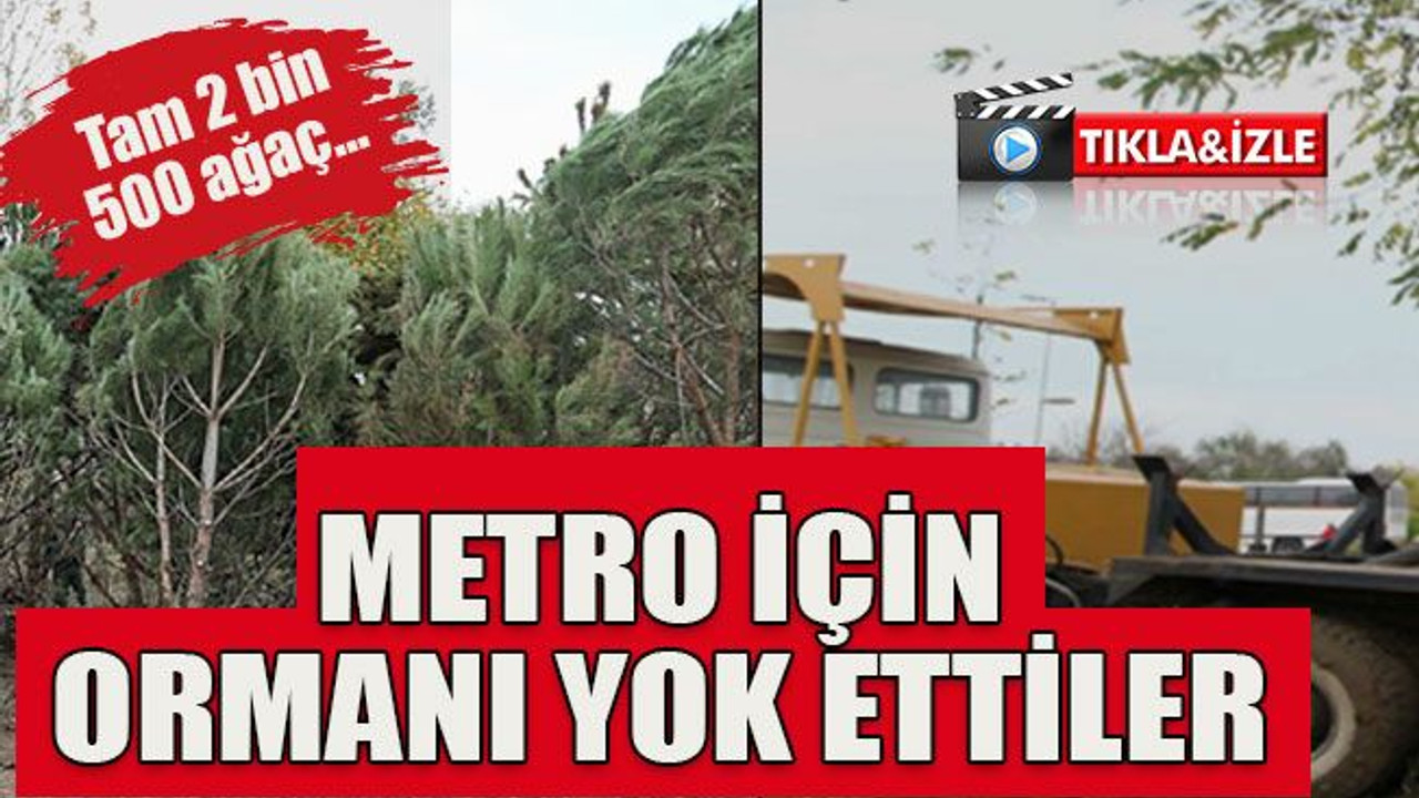 Tam 2 bin 500 ağaç… metro için ormanı yok ettiler