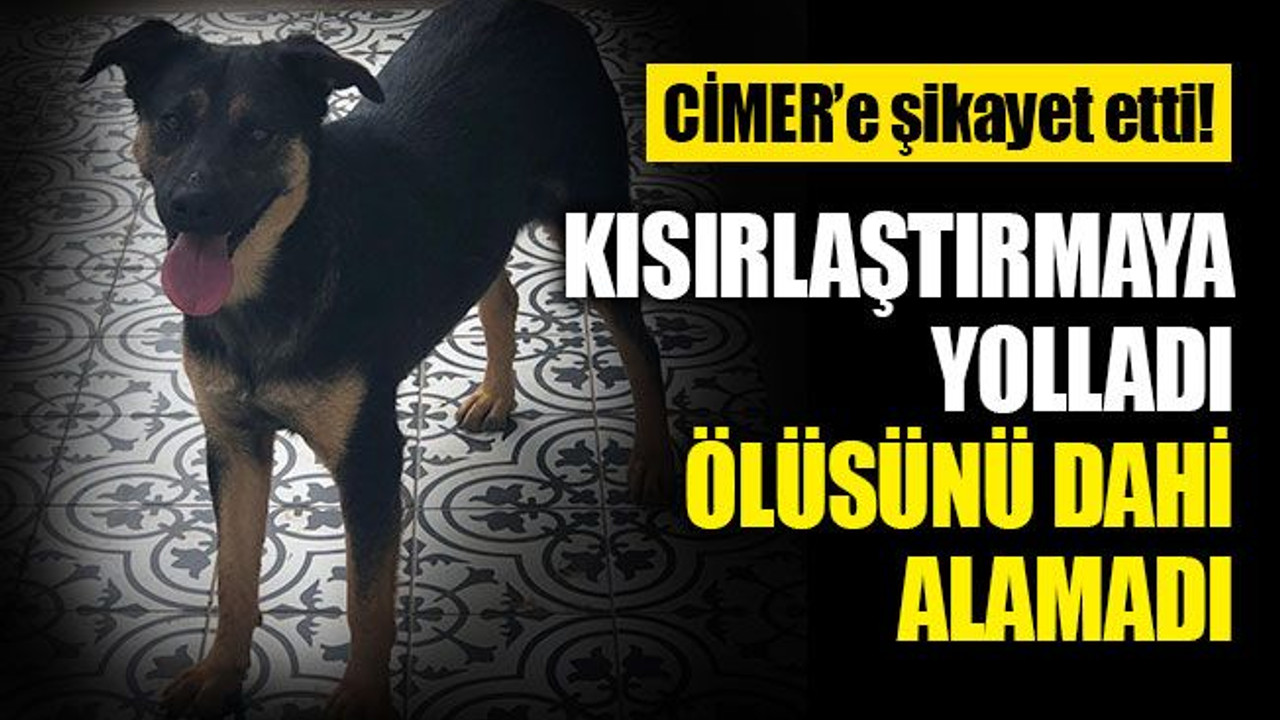 Barınaktaki ölüm, CİMER'e taşındı!