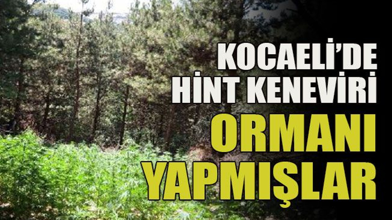 Kocaeli’de Hint keneviri ormanı yapmışlar