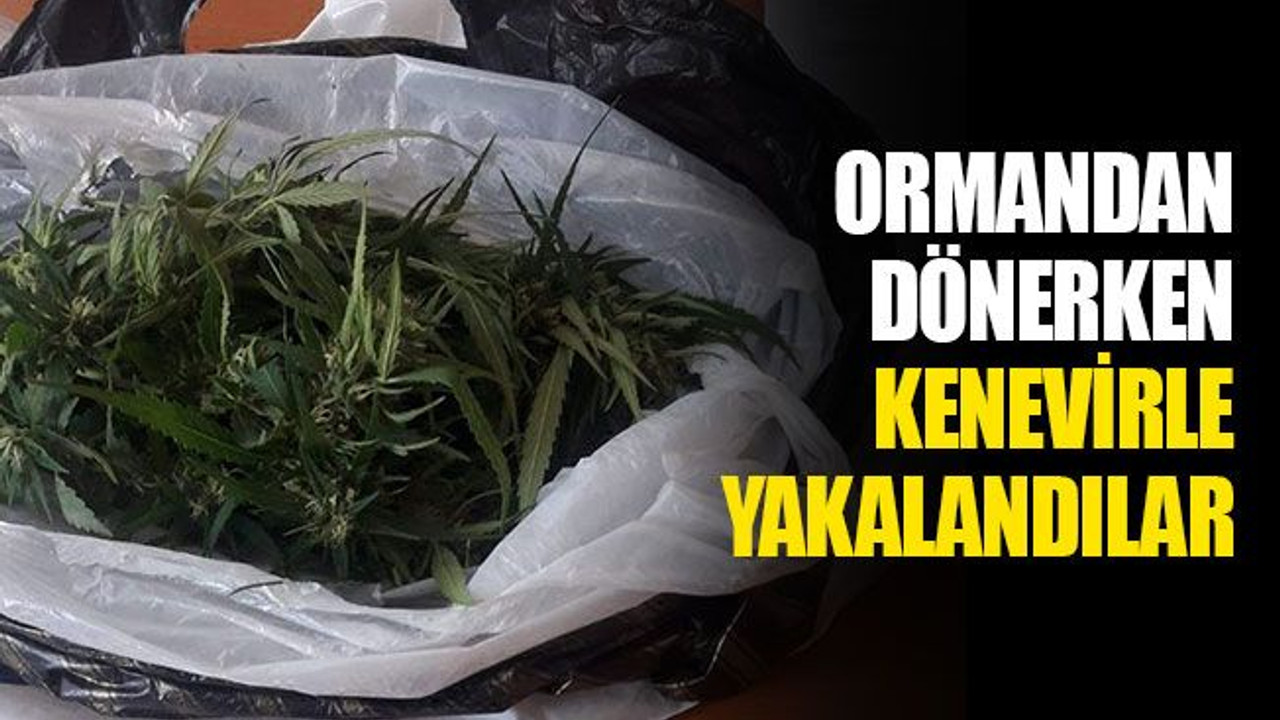 Ormandan dönerken kenevirle yakalandılar!