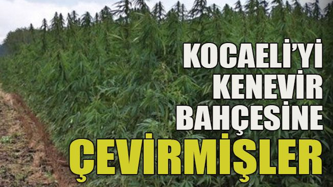 Kocaeli’yi kenevir bahçesine çevirmişler