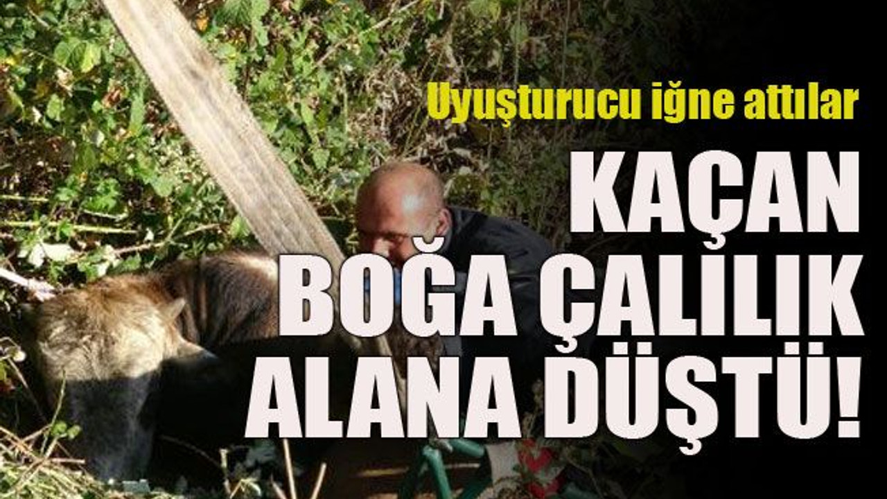 Uyuşturucu iğne attılar... Kaçan boğa çalılık alana düştü!