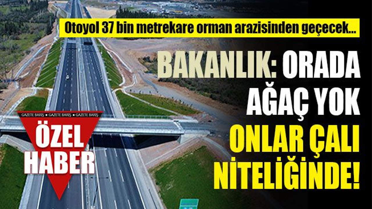 Bakanlık: Orada ağaç yok onlar çalı niteliğinde!