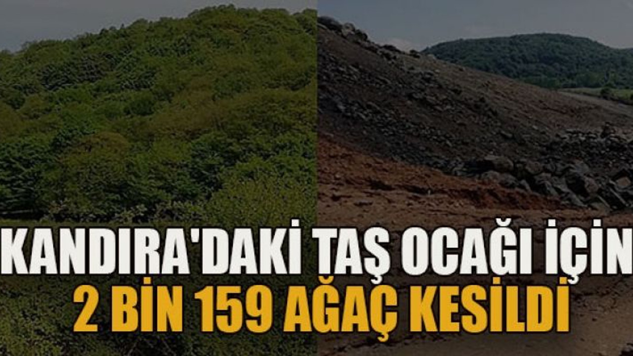 Kandıra'daki taş ocağı için 2 bin 159 ağaç kesildi