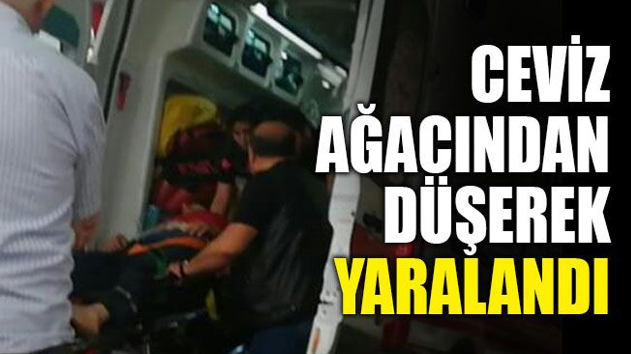 Ceviz ağacından düşerek yaralandı