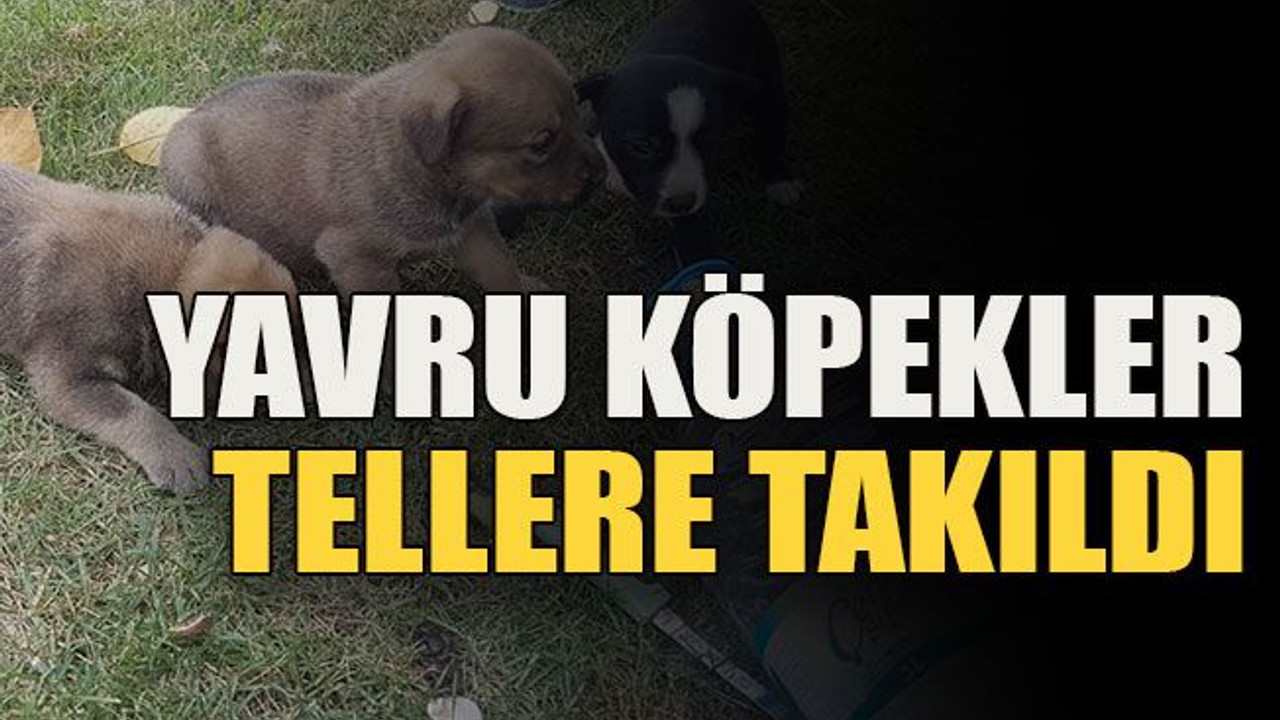 Yavru köpekler tellere takıldı