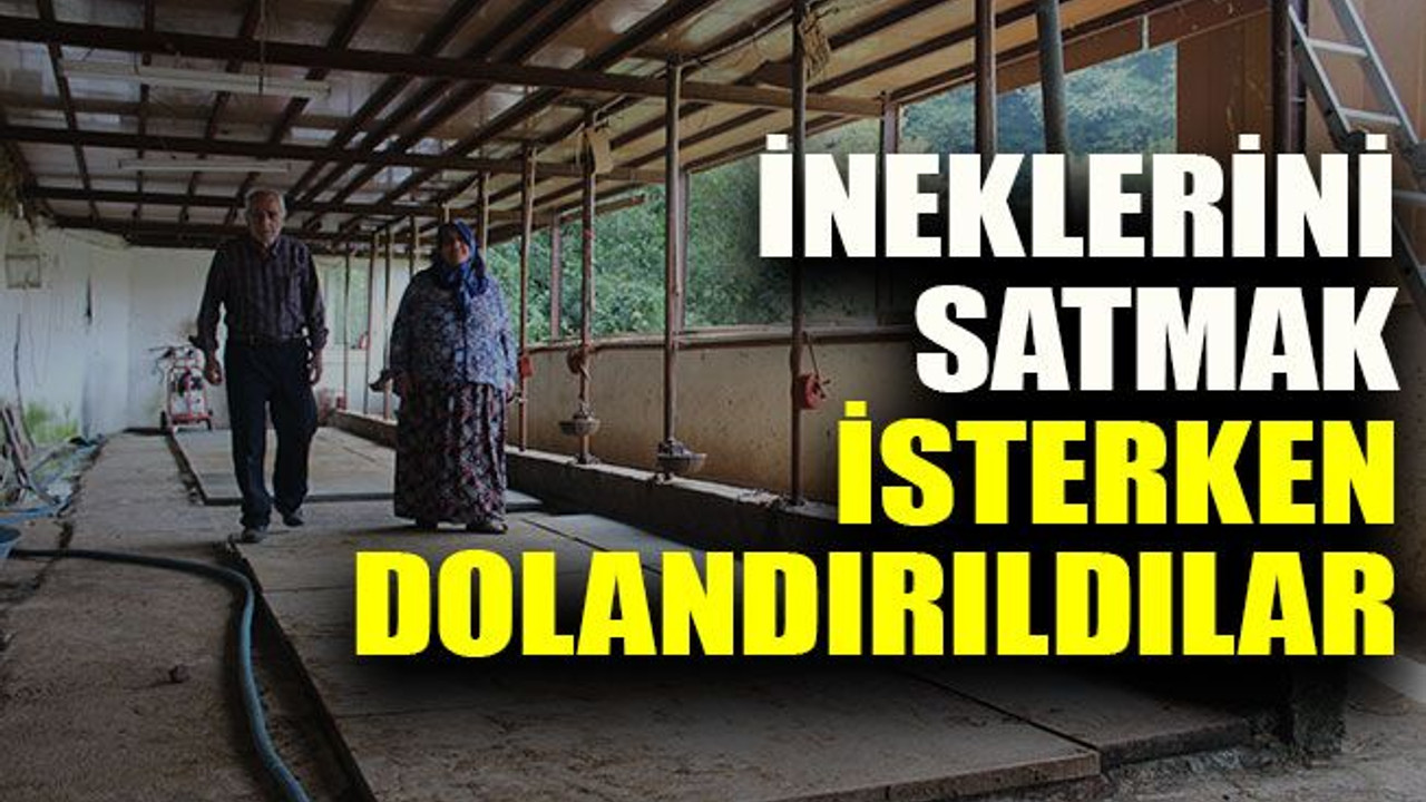 Kocaeli'de ineklerini satmak isterken dolandırıldılar