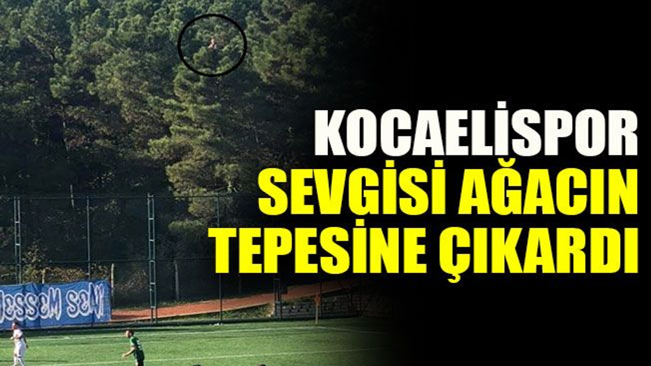 Kocaelispor sevgisi ağacın tepesine çıkardı