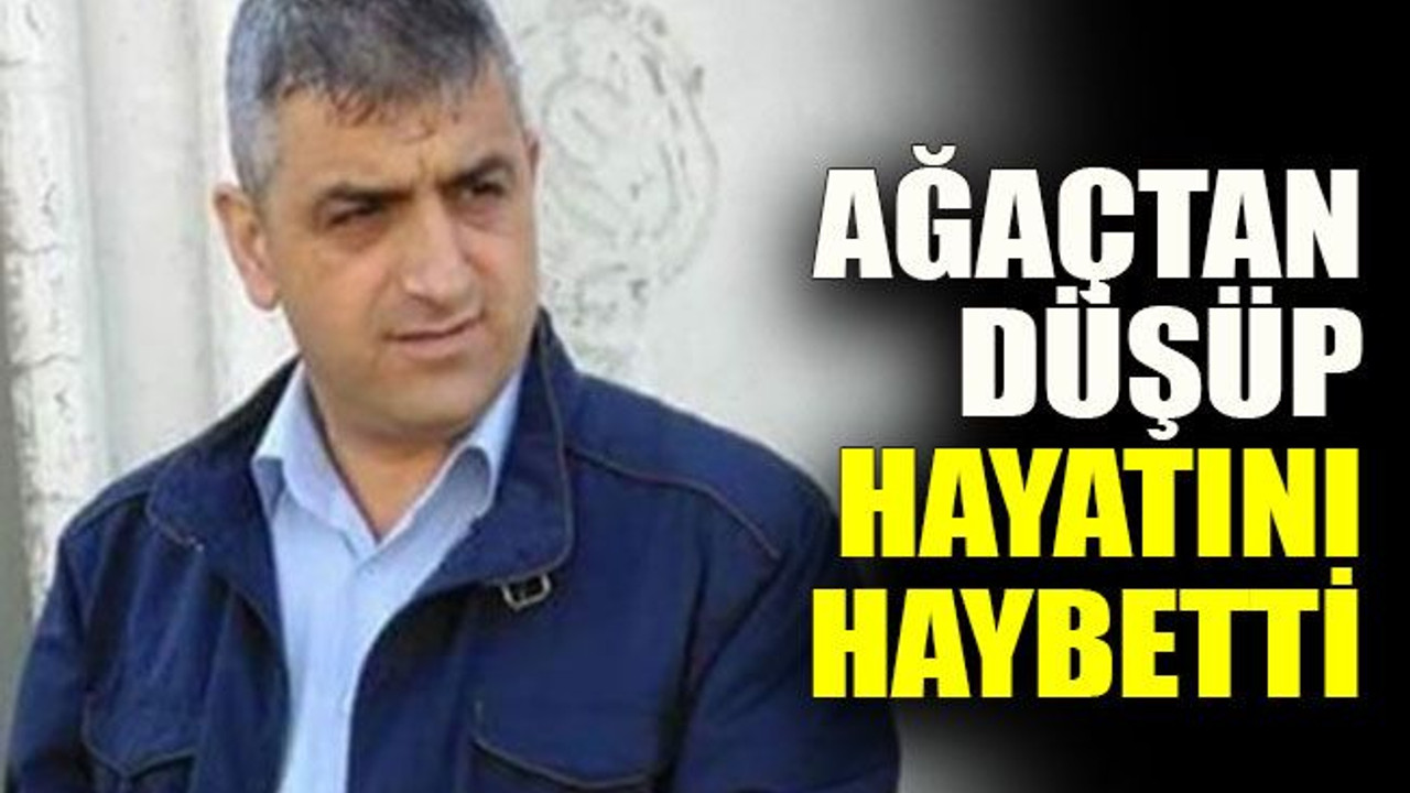 Ağaçtan düşüp hayatını haybetti