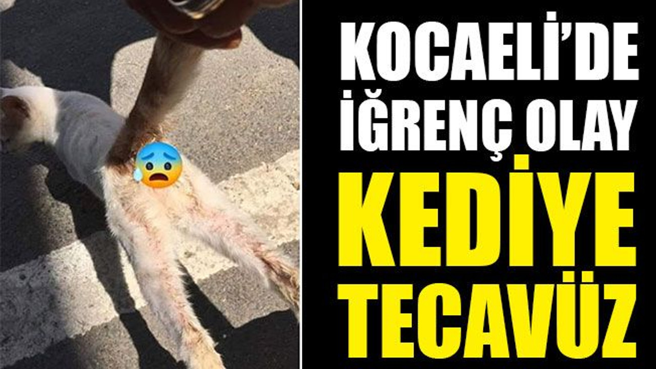 Kocaeli’de iğrenç olay: Kediye TECAVÜZ