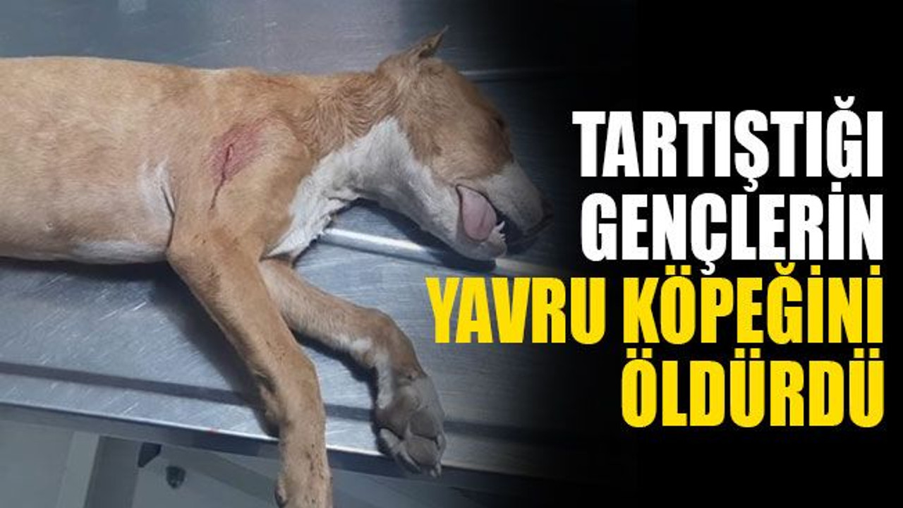 Tartıştığı gençlerin yavru köpeğini öldürdü