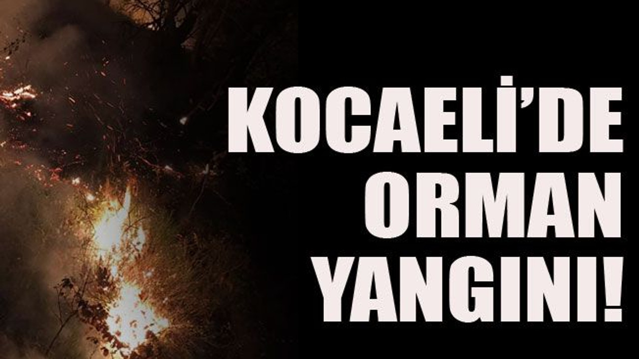 Kocaeli’de orman yangını!