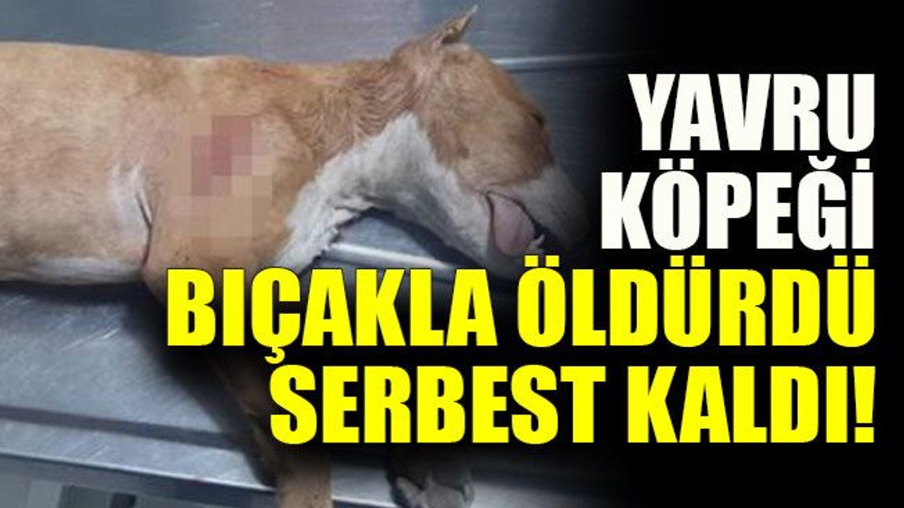 Yavru köpeği bıçakla öldürdü serbest kaldı!