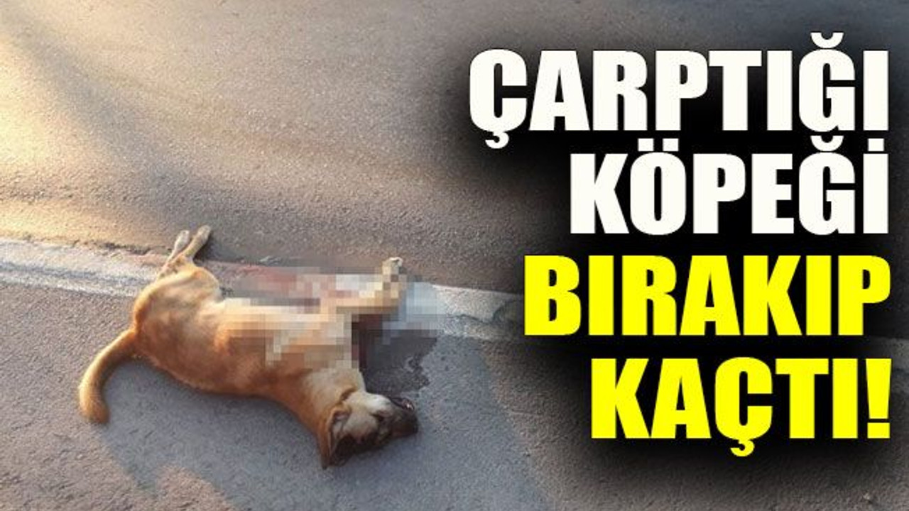 Çarptığı köpeği bırakıp kaçtı!