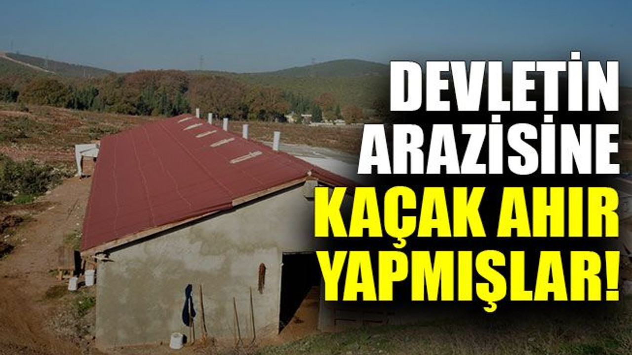 Devletin arazisine kaçak ahır yapmışlar!