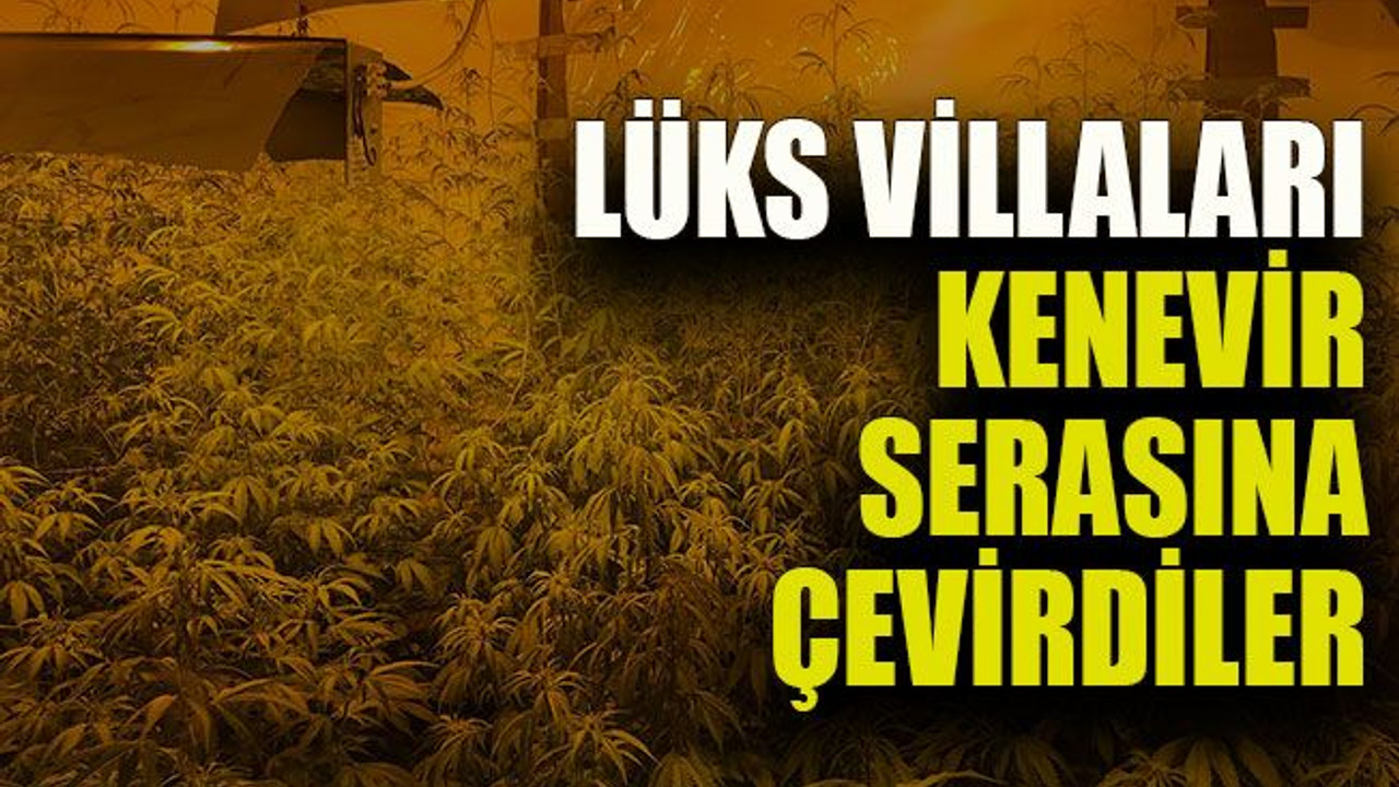 Lüks villaları kenevir serasına çevirdiler