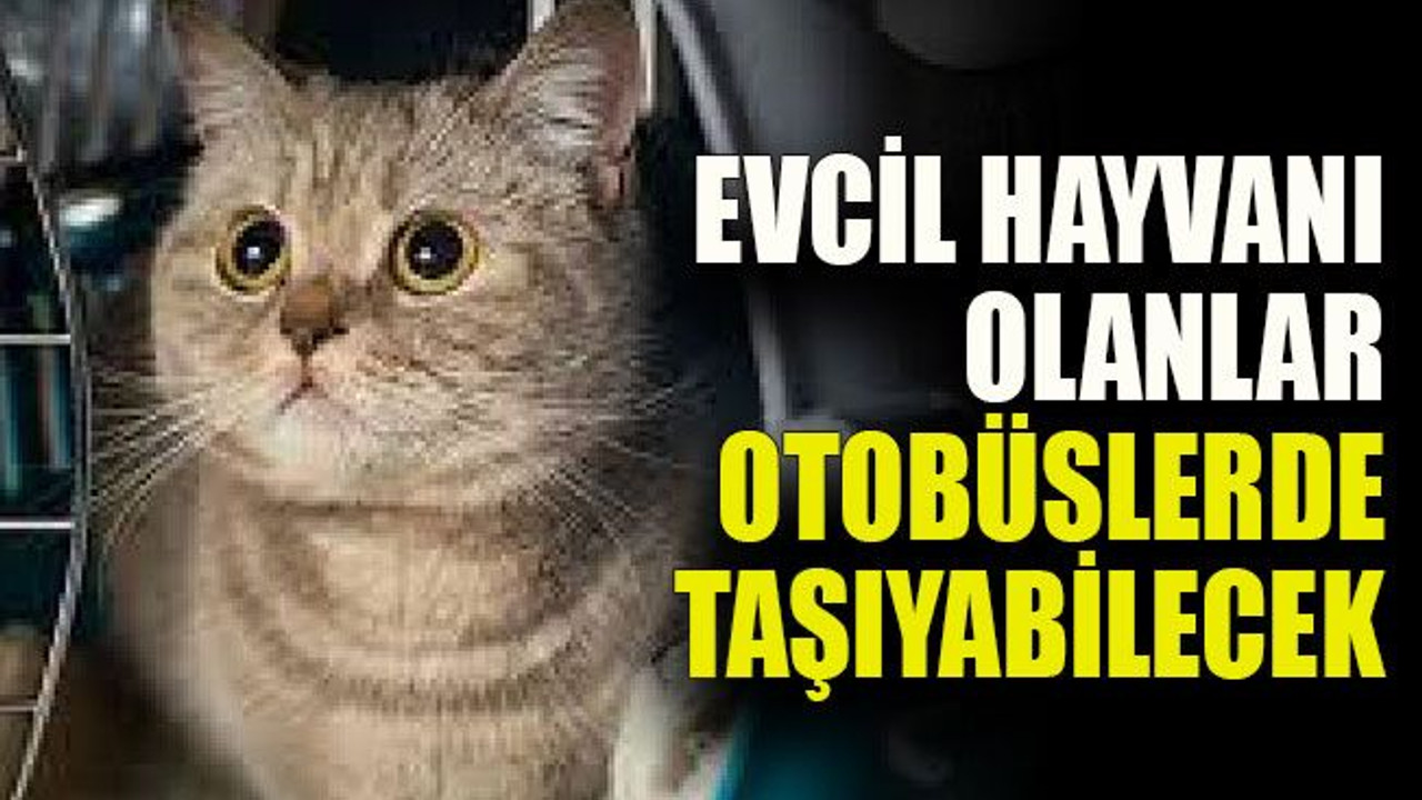 Evcil hayvanı olanlar otobüslerde taşıyabilecek
