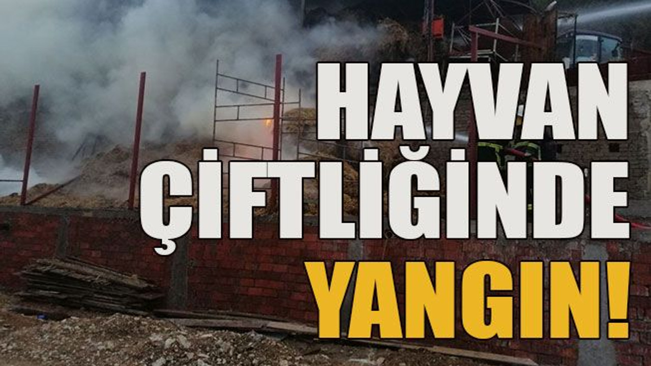 Hayvan çiftliğinde yangın!